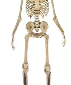 Home Accents 12 ft Giant Skeleton with LifeEyes - Halloween Decoration